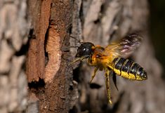 Eine Wildbiene (Megachile sculpturalis) fliegt auf ein Loch im Baum zu