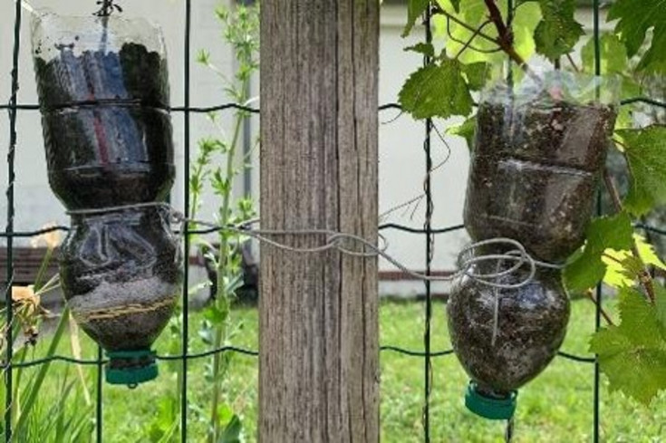 2 mit Substrat gefüllte PET-Flaschen hängen verkehrt am Drahtrahmen