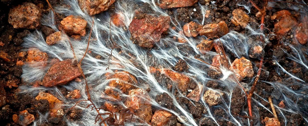 Mykorrhizapilze: Das Geflecht aus feinen Fäden kann bis in kleinste Spalten dringen © mauritius images/Alamy Stock Photos/Vitezslav Sispera