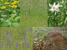 Picture with grasslands