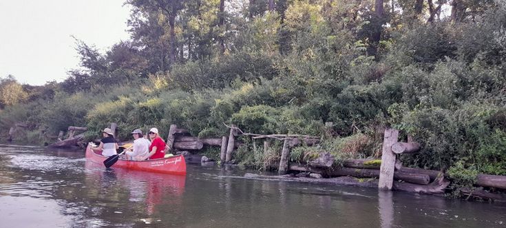 Kanu auf der Thaya, Ingenieurbiologische Ufersicherung am Flussufer