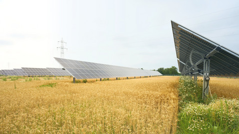 AGRI-PV Anlage auf Feld
