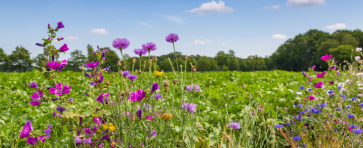 Blumenwiese