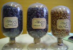 Soybean samples in glass vials, collected in the 1870s by Friedrich Haberlandt