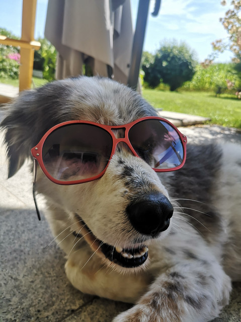 Weißgefleckter Hund mit Sonnenbrille liegt hechelnd im Schatten. im Hintergrund sind ein großer Sonnenschirm und eine Hängematte zu sehen.