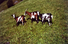 Tauernschecken-Ziegen auf der Weide