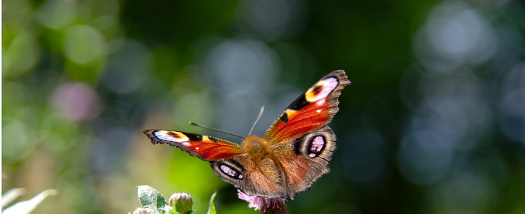 peacock butterfly