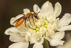 [Translate to English:] Eine Wildbiene (Andrena marginata) sitzt auf einer weißen Blüte