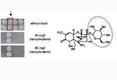 Heterologous expression of a barley UGT gene in bakers yeast leads to DON resistance due to conversion of DON into DON-3-O-glucoside.