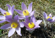 Pulsatilla Blüten