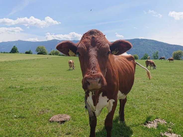 A cow on alpine meadow