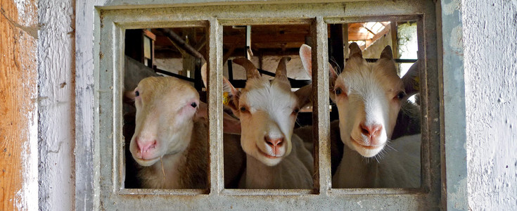 Drei Ziegen schauen aus dem Fenster