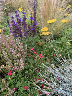 Detailaufnahme: Blühende Kräuter und Gräser