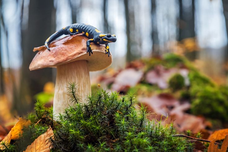 Salamander auf Pilz