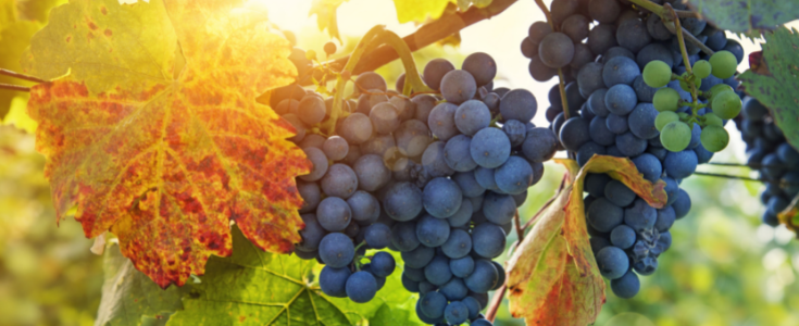 Weinrebe