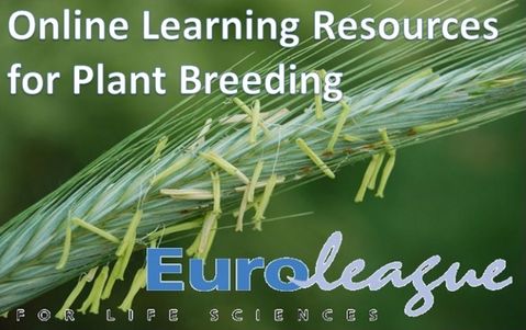 flowering rye ear with text overlay and ELLS logo