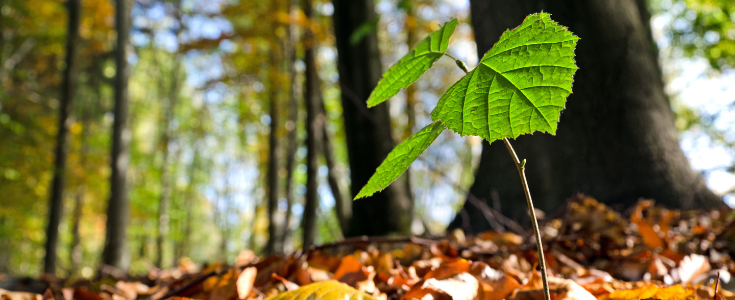 Keimling im Wald