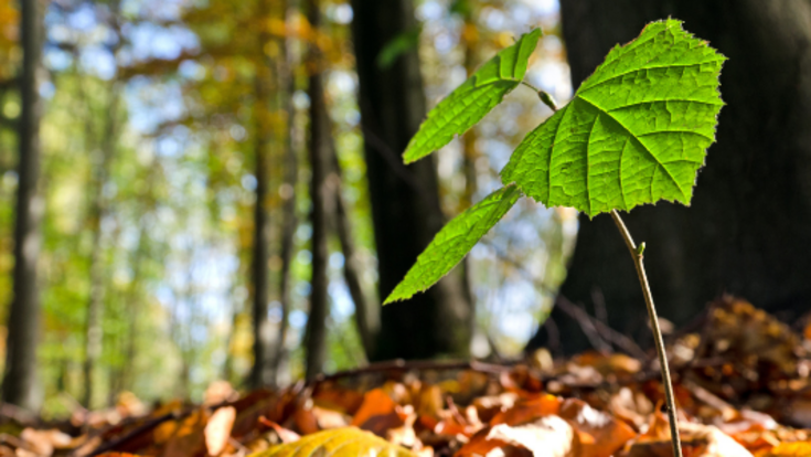 Keimling im Wald