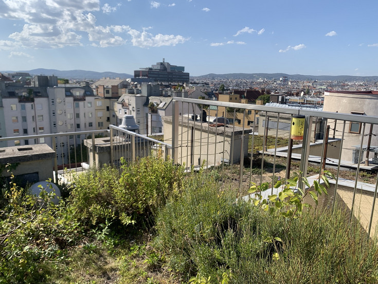 Green roof greenery covered with herbs, the roofs of Vienna behind it and the hills of the Vienna Woods on the horizon.