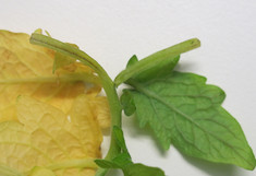 Tomatenblatt verbräunte Leitgefäße