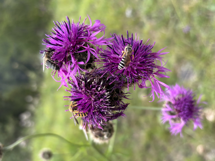 Wild bees on knapweed.