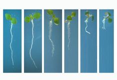 Root development of Arabidopsis thaliana on increasing concentration (from left to right 0, 10, 25, 50, 75, 100 µM) of ZON.  