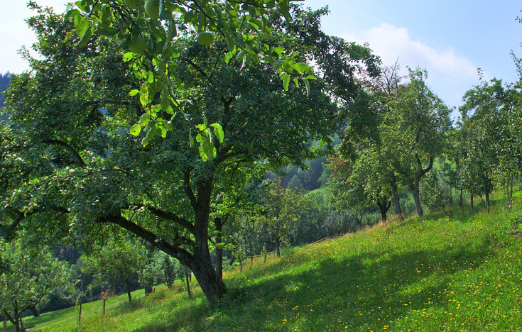 Baum auf einer Streuobstwiese