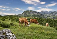 cows on a hill