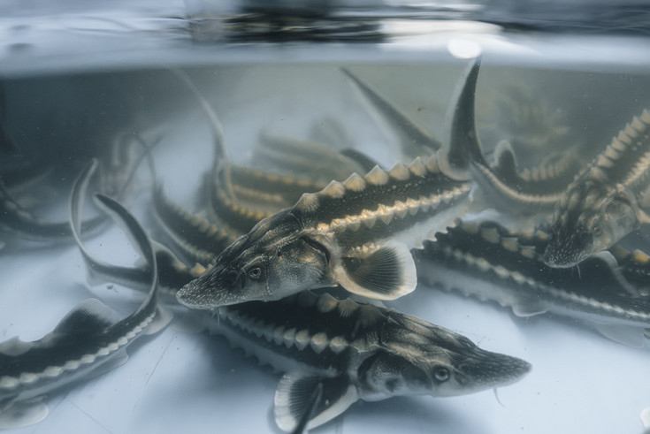 Waxdick-Jungfische © Julia Altpfart