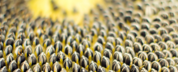 Sonnenblume Detail