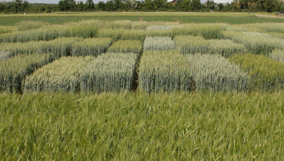 Feldversuchsparzellen Getreide