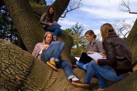 Studierende sitzen in der Verzweigung eines großen Baumstammes