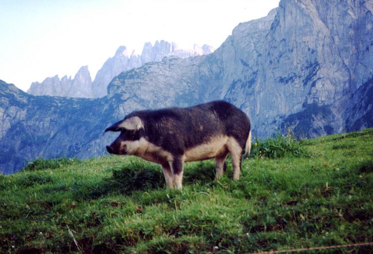Emma, the „Alpine Pasture Wooly Pig“ (Mangalitza)