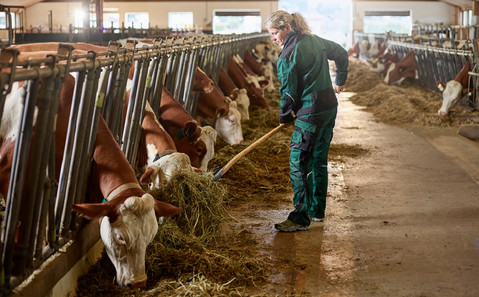 Female farmer feeding cows in stable on a farm