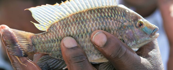 close up of two hands holding a tilapia