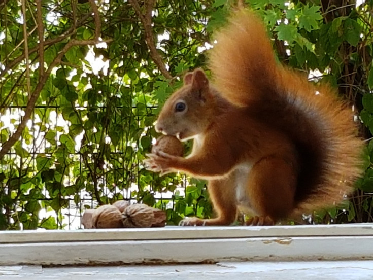 Symbolfoto squirrel