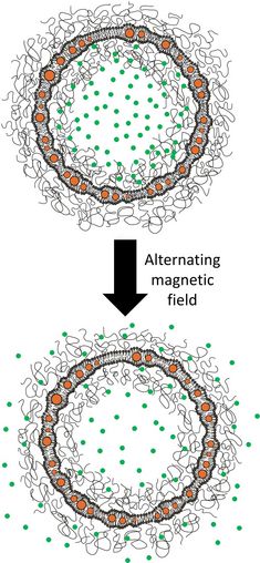 By applying alternating magnetic fields the permeability of the lipid vesicle membrane in which the particles are embedded can be changed to release its contents.
