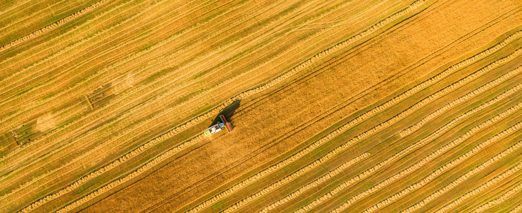 Areal view: Harvester working in field and mows wheat. Ukraine. 