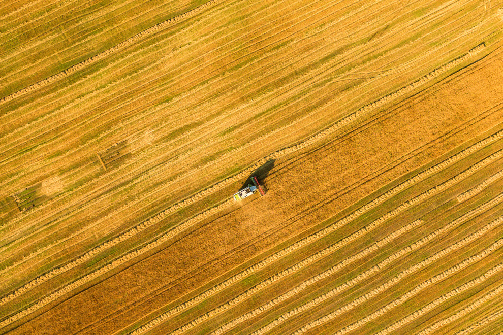 Areal view: Harvester working in field and mows wheat. Ukraine. 