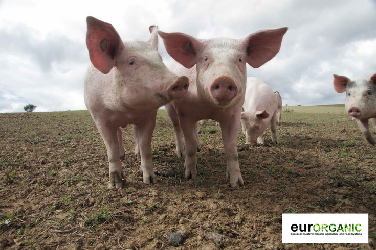 Two pigs in the forground, three in the background on a field