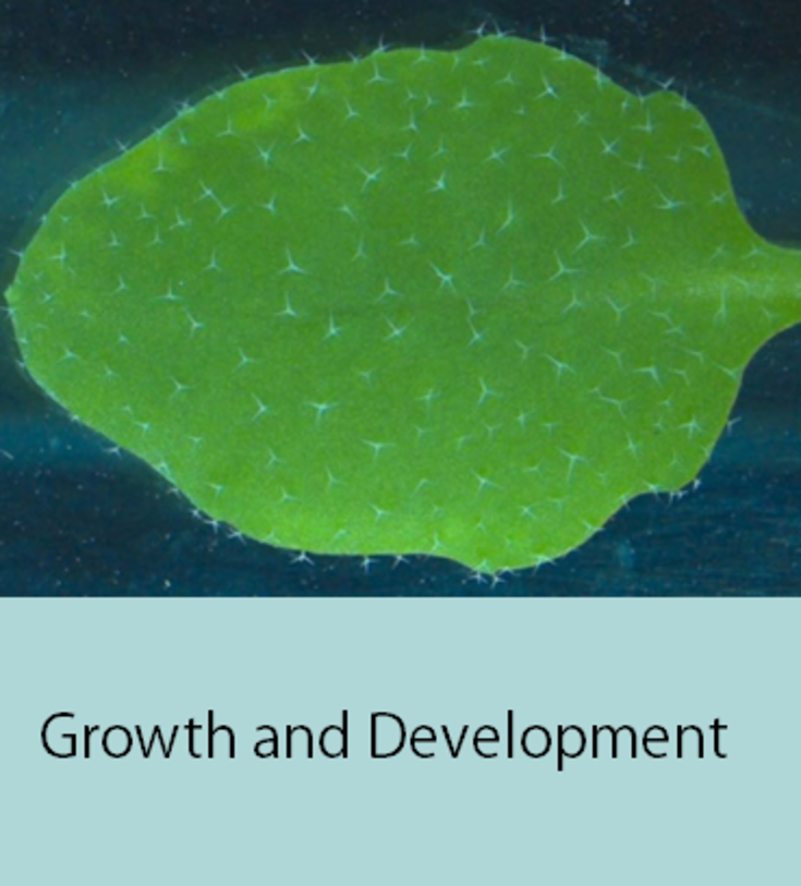 Growth and Development