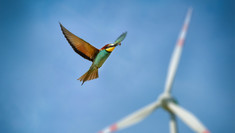 fliegender Vogel vor Windradrotoren