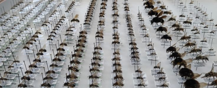 Präparierte Wildbienen in einem Insektenkasten