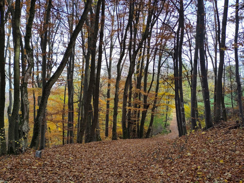 Foto: Baumgruppe