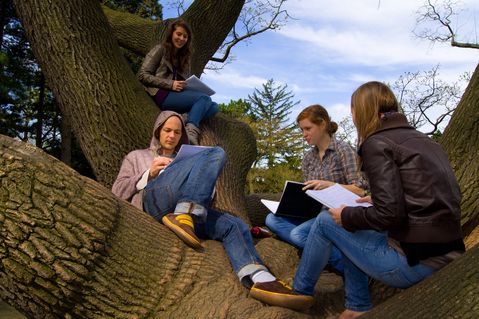 Symbolfoto students learning on a tree