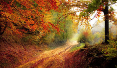 Forest landscape with red and yellow leaves on the trees. 