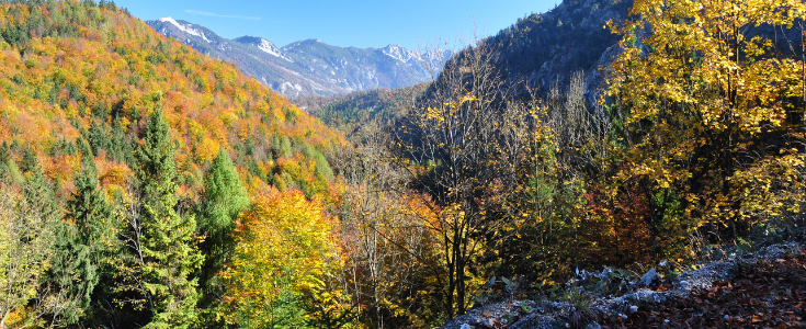 Klimafitter Mischwald