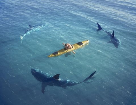 Haifische umkreisen Kajakfahrer
