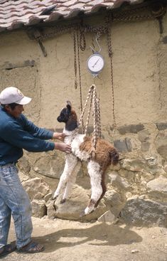 lama being weighed