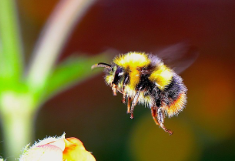 Eine fliegende Hummel